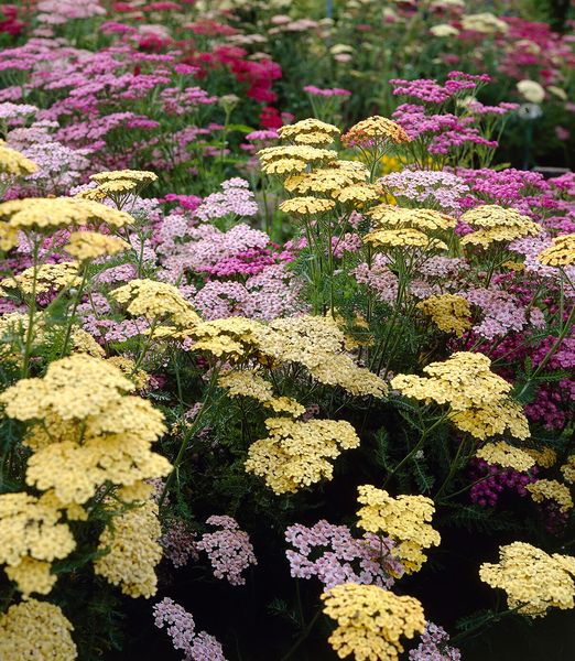 Achillea millefolium 'Summer Pastels'